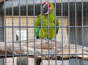 ヒワコンゴウインコ