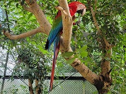 ベニコンゴウインコ