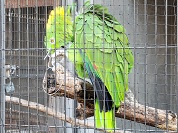ボウシインコ