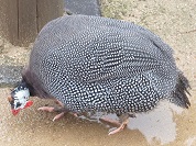 ホロホロチョウ