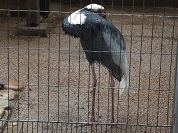 マナヅル