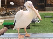 モモイロペリカン