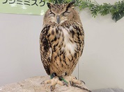 ユーラシアワシミミズク