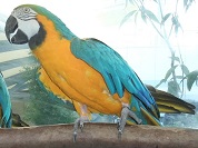 ルリコンゴウインコ