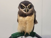 メガネフクロウ
