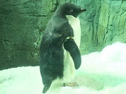 アデリーペンギン