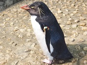 イワトビペンギン