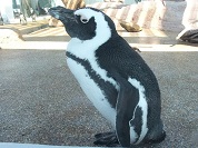 ケープペンギン