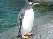 ジェンツーペンギン