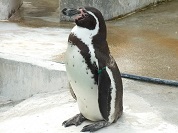 フンボルトペンギン