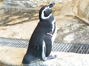 マゼランペンギン