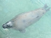アゴヒゲアザラシ