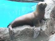 オタリア