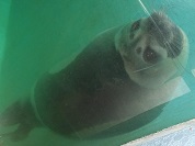 クラカケアザラシ