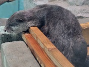 コツメカワウソ