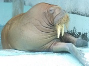 セイウチ