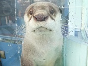 ツメナシカワウソ