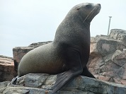 トド