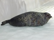 ワモンアザラシ