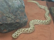 セイブシシバナヘビ