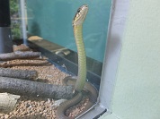 ヒバカリ