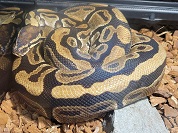 ボールニシキヘビ（ボールパイソン）