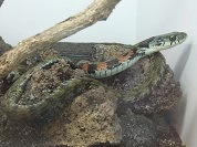 ヤマカガシ