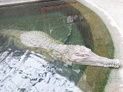 アフリカクチナガワニ