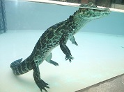 クチヒロカイマン