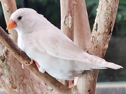 シロキンカチョウ