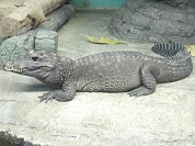 ニシアフリカコガタワニ