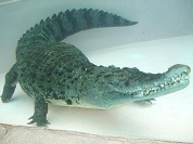 ニューギニアワニ
