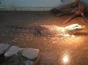 メガネカイマン
