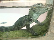 ヨウスコウワニ