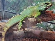 インドシナウォータードラゴン