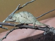 ウサンバラコノハカメレオン