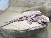 ケイマンイワイグアナ