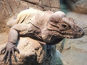 サイイグアナ