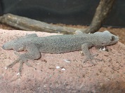 ニホンヤモリ