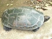 イシガメ