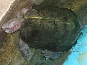 オオヤマガメ