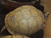 カロリナハコガメ