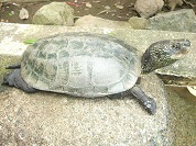 クサガメ