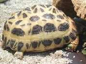 クモノスガメ