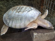 スッポンモドキ（ブタバナガメ）