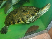 チュウベイクジャクガメ