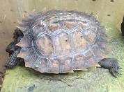 トゲヤマガメ