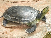 ハナガメ
