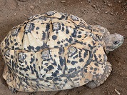 ヒョウモンリクガメ