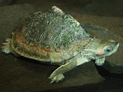 ベニマワリセタカガメ